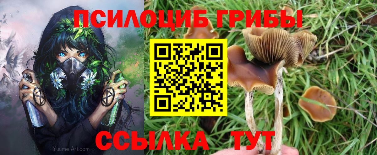 Галлюциногенные грибы Psilocybine cubensis Ликино-Дулёво